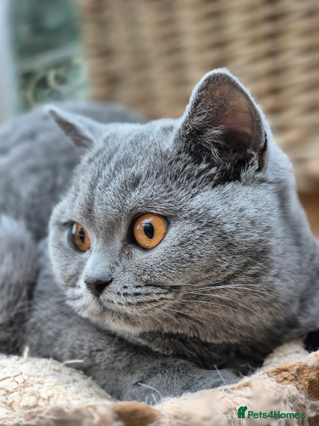 British Shorthair cats for sale: Stunning BSH kitten GCCF Reg Champion sired - Advert 27