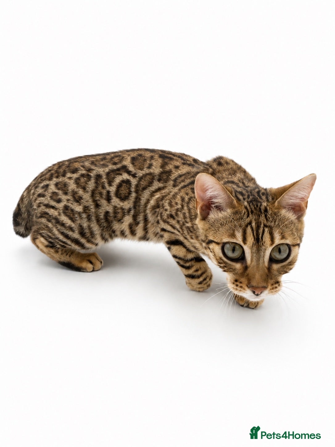 Bengal cats 🐆G6 Pedigree Bengal Kittens | TICA Registered - Advert 4