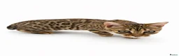 Bengal cats for sale: 🐆F6 Pedigree Bengal Kittens | TICA Registered in Leeds - Advert 7