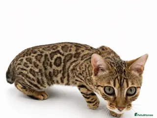 Bengal cats 🐆G6 Pedigree Bengal Kittens | TICA Registered - Advert 4