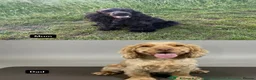 Cocker Spaniel dogs for sale: 1 Show Cocker Spaniel Male ready to go home in Nottingham - Advert 3