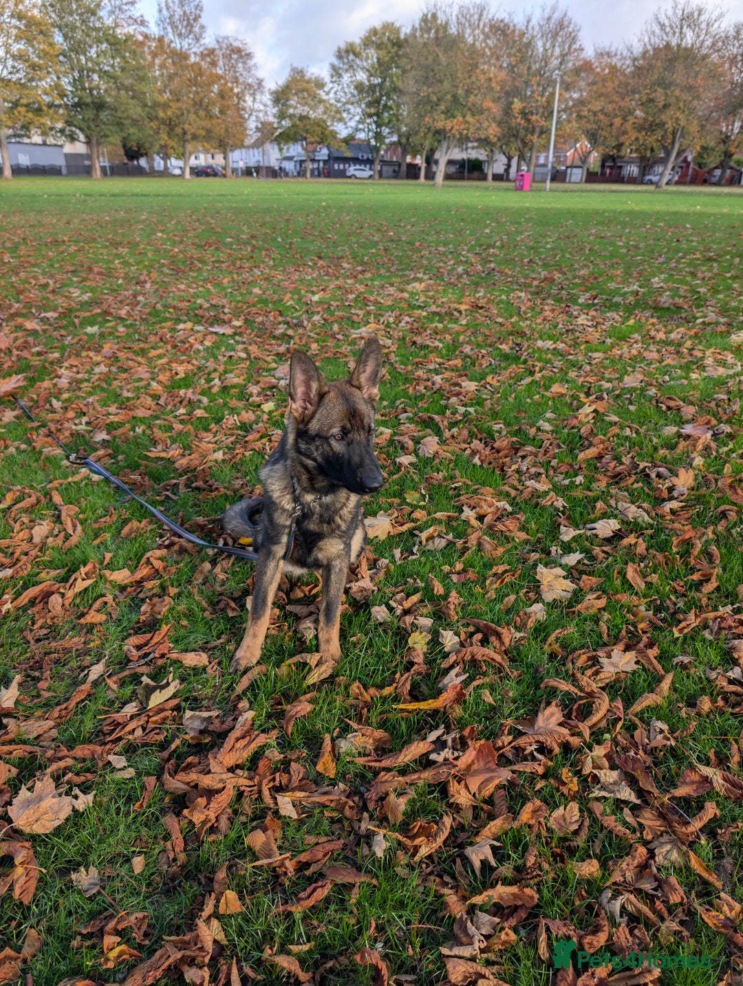 German Shepherd dogs for sale: German Shepherd puppies  in Scunthorpe - Image 8