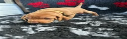 Hungarian Vizsla dogs for sale: Exceptional Pedigree Hungarian Vizsla Puppies - Advert 15