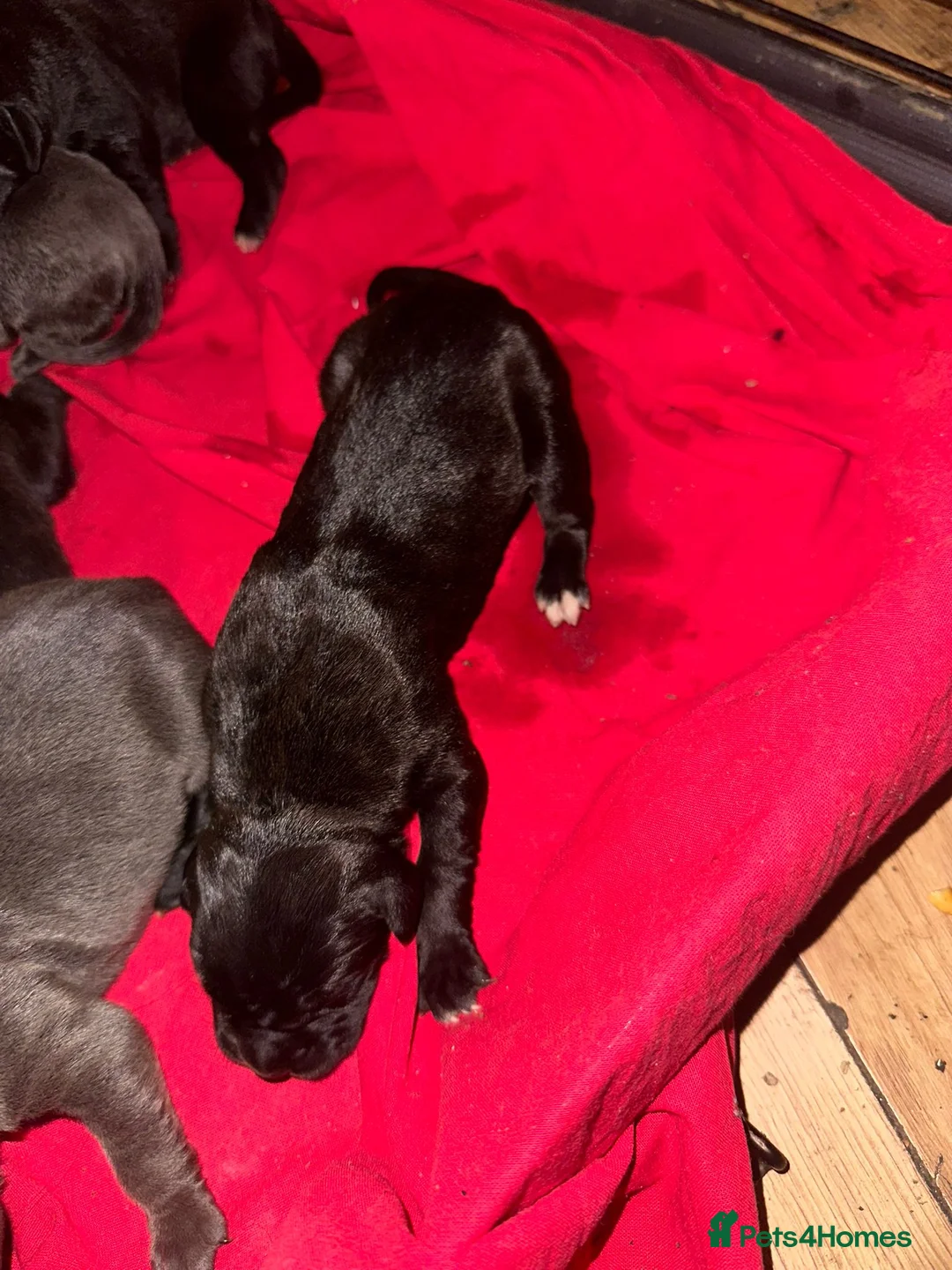 Cane Corso dogs for sale: Canecorso pups for sale - Advert 4