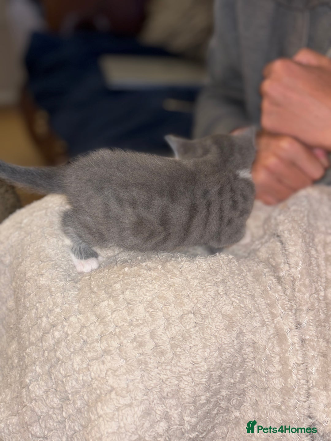 Mixed Breed cats for sale: 2 beautiful kittens left  - Image 3