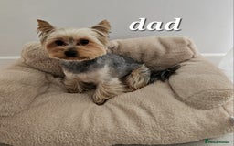 Yorkshire Terrier dogs for sale: Adorable Yorkie Puppies Ready for Loving Homes - Image 12