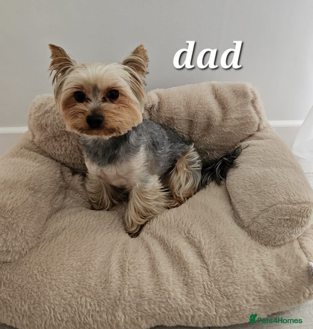 Yorkshire Terrier dogs for sale: Adorable Yorkie Puppies Ready for Loving Homes - Image 12