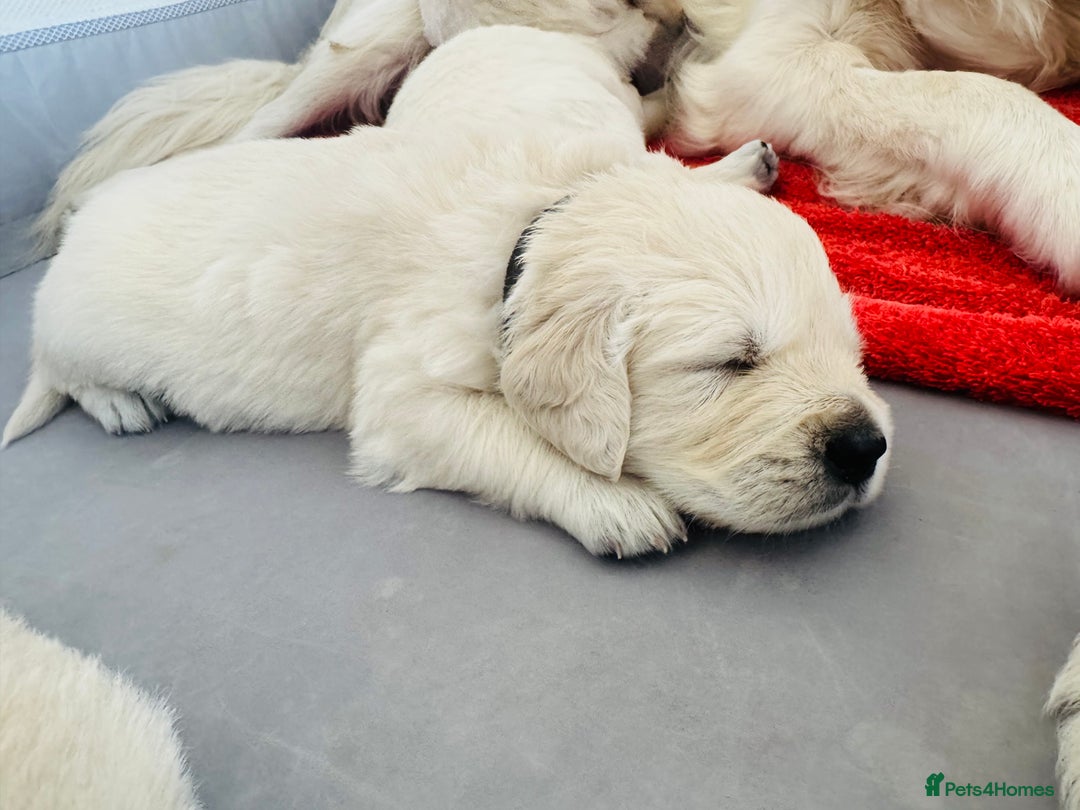 Golden Retriever dogs for sale: KC English Cream Golden Retriver puppy’s  in Sleaford - Image 5