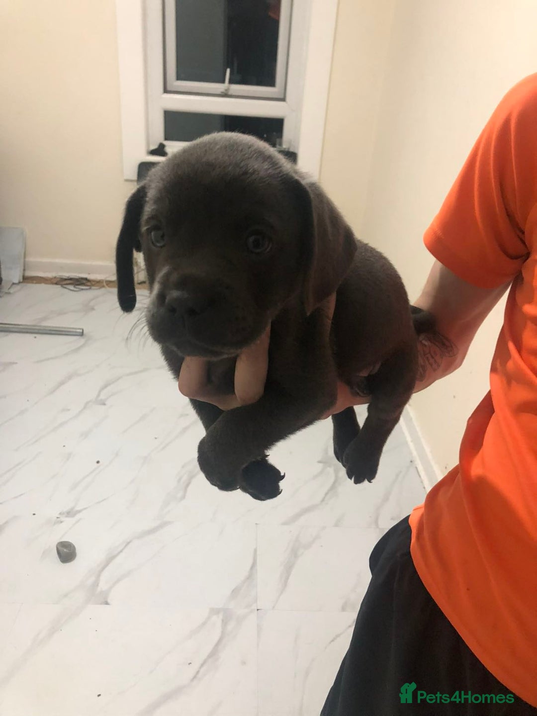 Labrador Retriever dogs for sale: Silver labrador puppys - Image 1