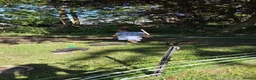 Pig livestock for sale: Stunning kune kune friendly little mixed piglets - Advert 10