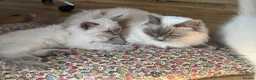 Ragdoll cats for sale:  Blue Ragdoll health tested ready now - Advert 6