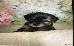 Jackapoo dogs for sale: ***READY NOW*** Gorgeous Jackapoo puppies - Image 8