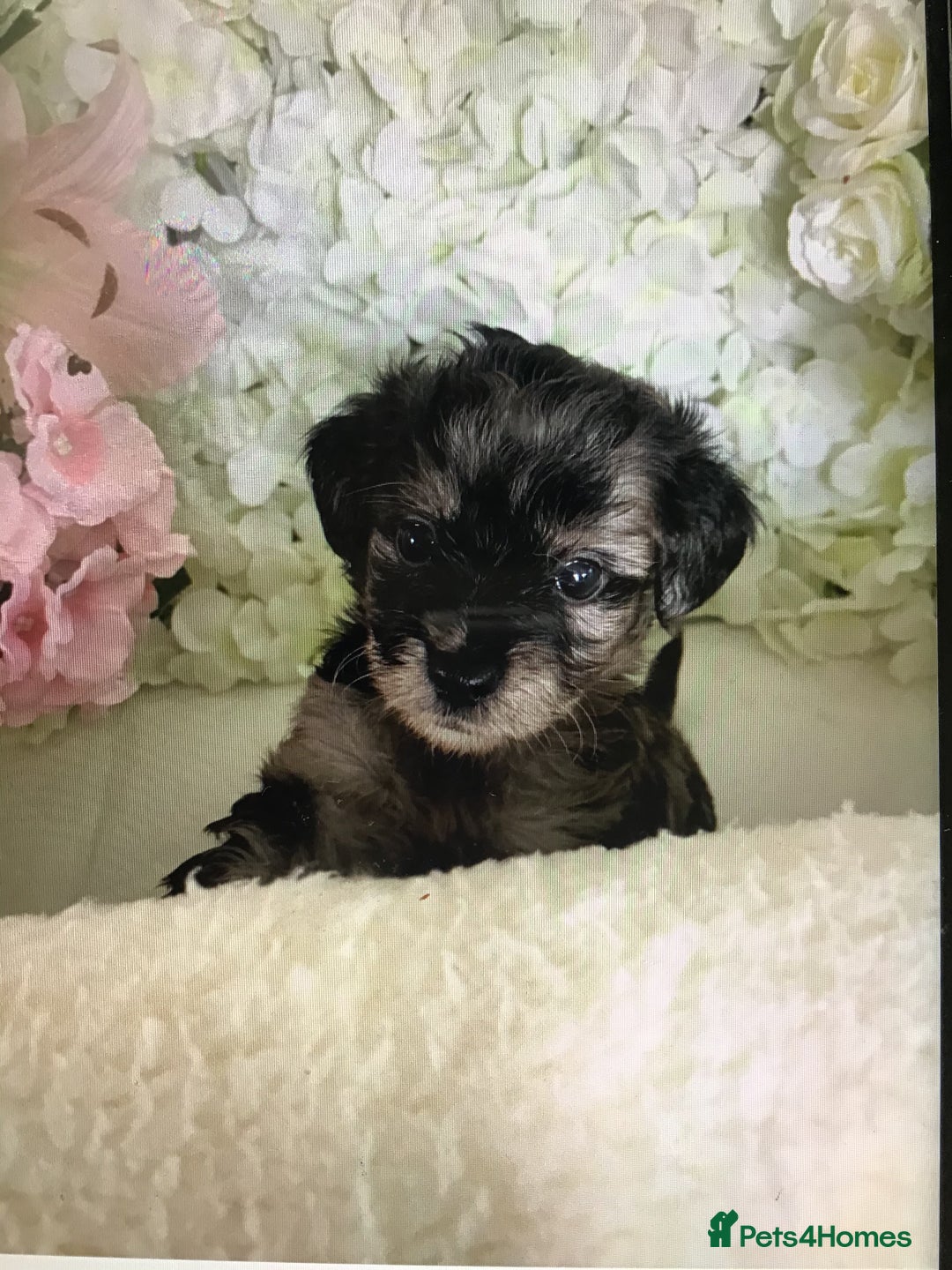Jackapoo dogs for sale: ***READY NOW*** Gorgeous Jackapoo puppies - Image 8