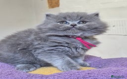 British Longhair cats for sale: GCCF Registered British Longhair kittens - Image 7