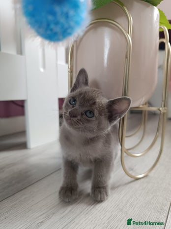 Burmese cats - Advert 13