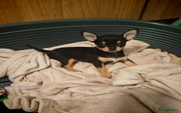 Chihuahua dogs for sale: Tiny chihuahua's  - Image 3