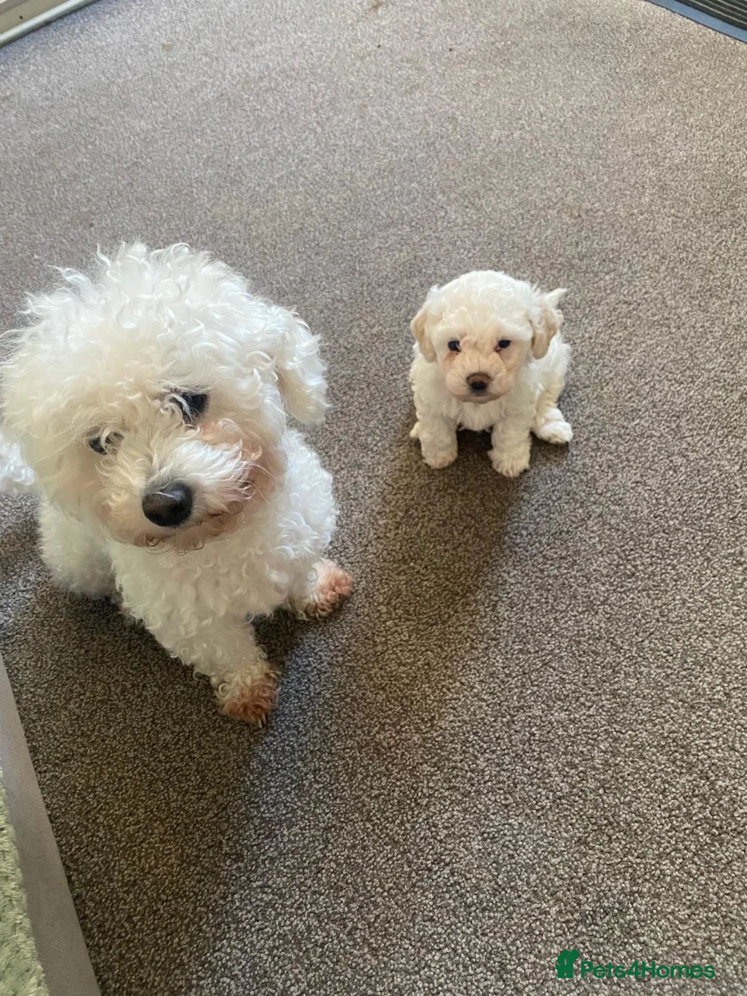Bichon Frise dogs for sale: Puppies for sale bichon frise breed , 6 weeks old  - Advert 14