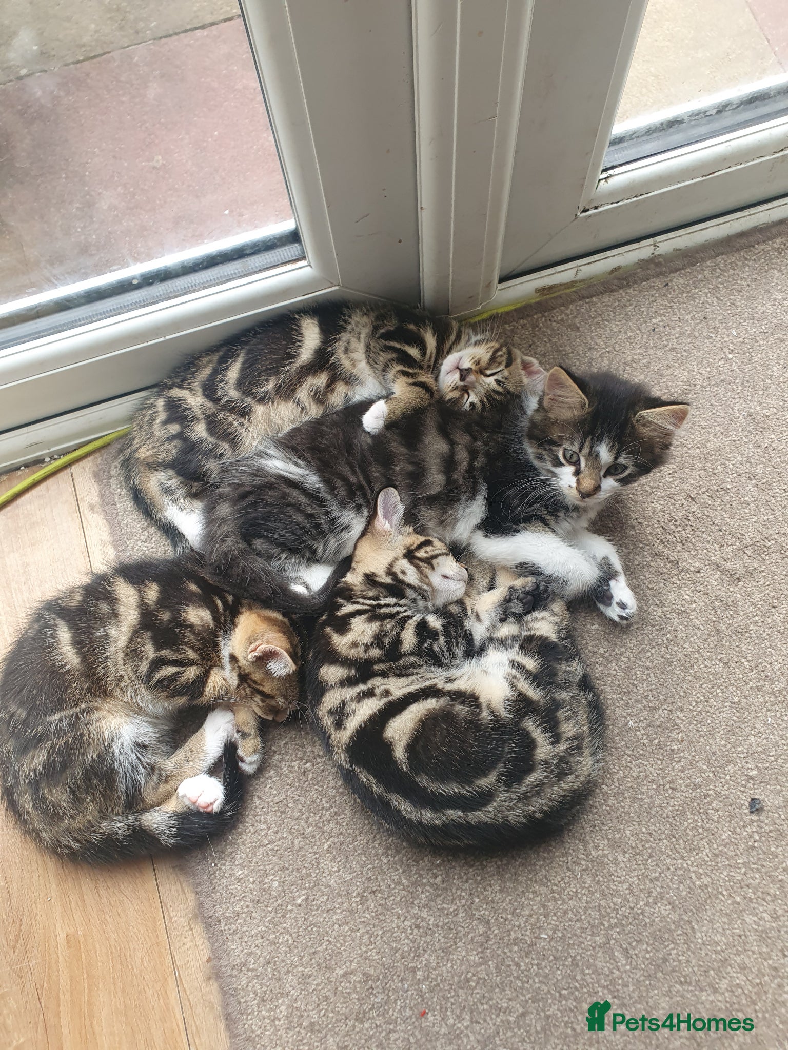 Mixed Breed cats Beautiful Mix Breed - Advert 1