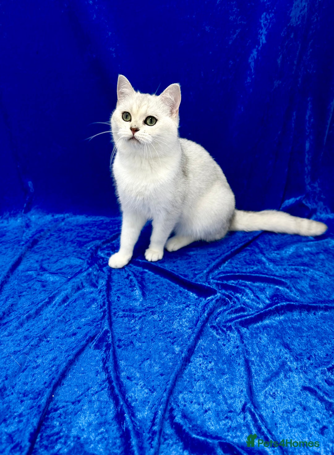 British Shorthair cats for sale: Active registered GCCF British short hair male  - Advert 3