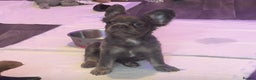 French Bulldog dogs for sale: FRENCH BULLDOGS LOOKING FOR FOREVER 5* HOMES!!! - Advert 6