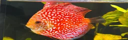 Discus fish for sale: Breeding pair of Checkerboard Pigeon Discus - Advert 4