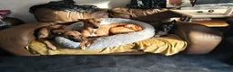 Lurcher dogs for sale: Lurcher pups in Burnley - Advert 9
