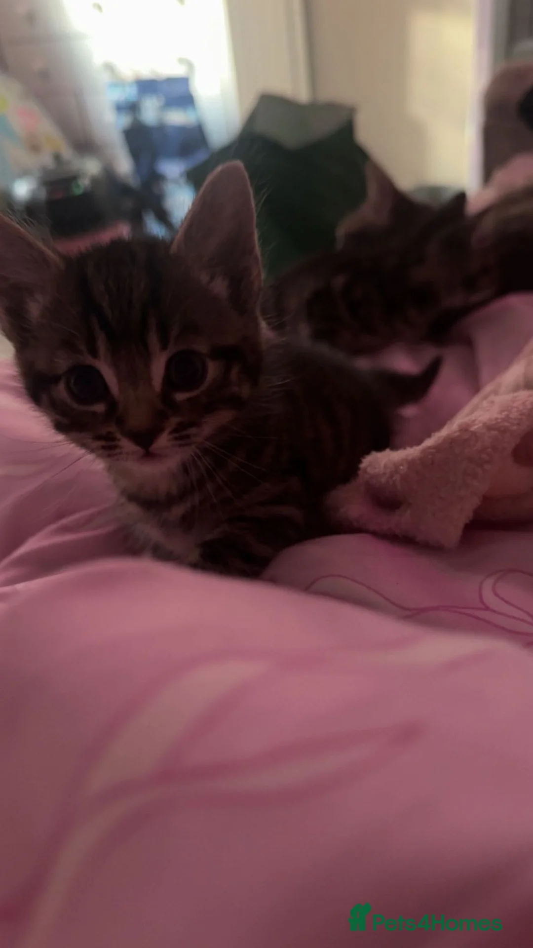 Mixed Breed cats for sale: Beautiful mixed breed - Advert 12