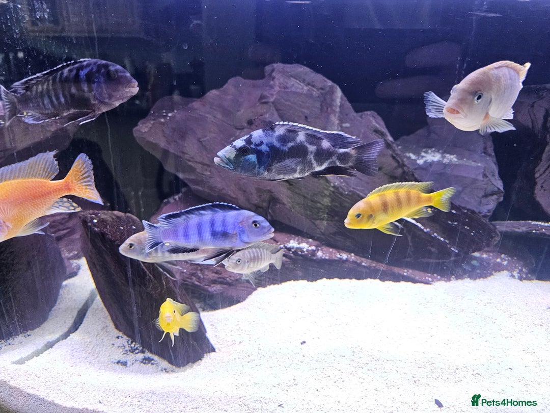 Cichlids fish for sale: African cichlids -  - Image 3