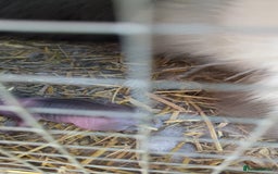 Lionhead rabbits for sale: Beautiful purebred lionheads  available  - Image 12