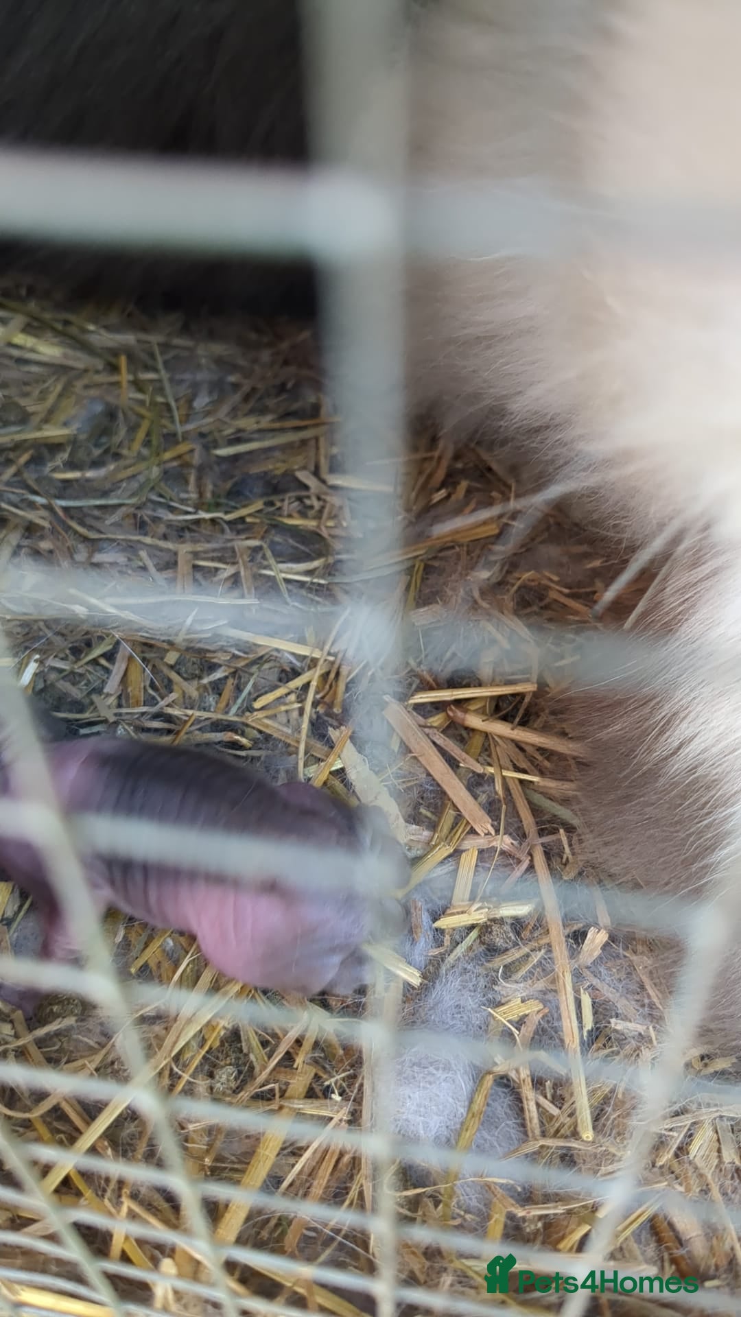Lionhead rabbits for sale: Beautiful purebred lionheads  available  - Image 12
