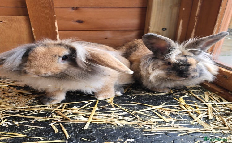 Continental Giant rabbits - Advert 1