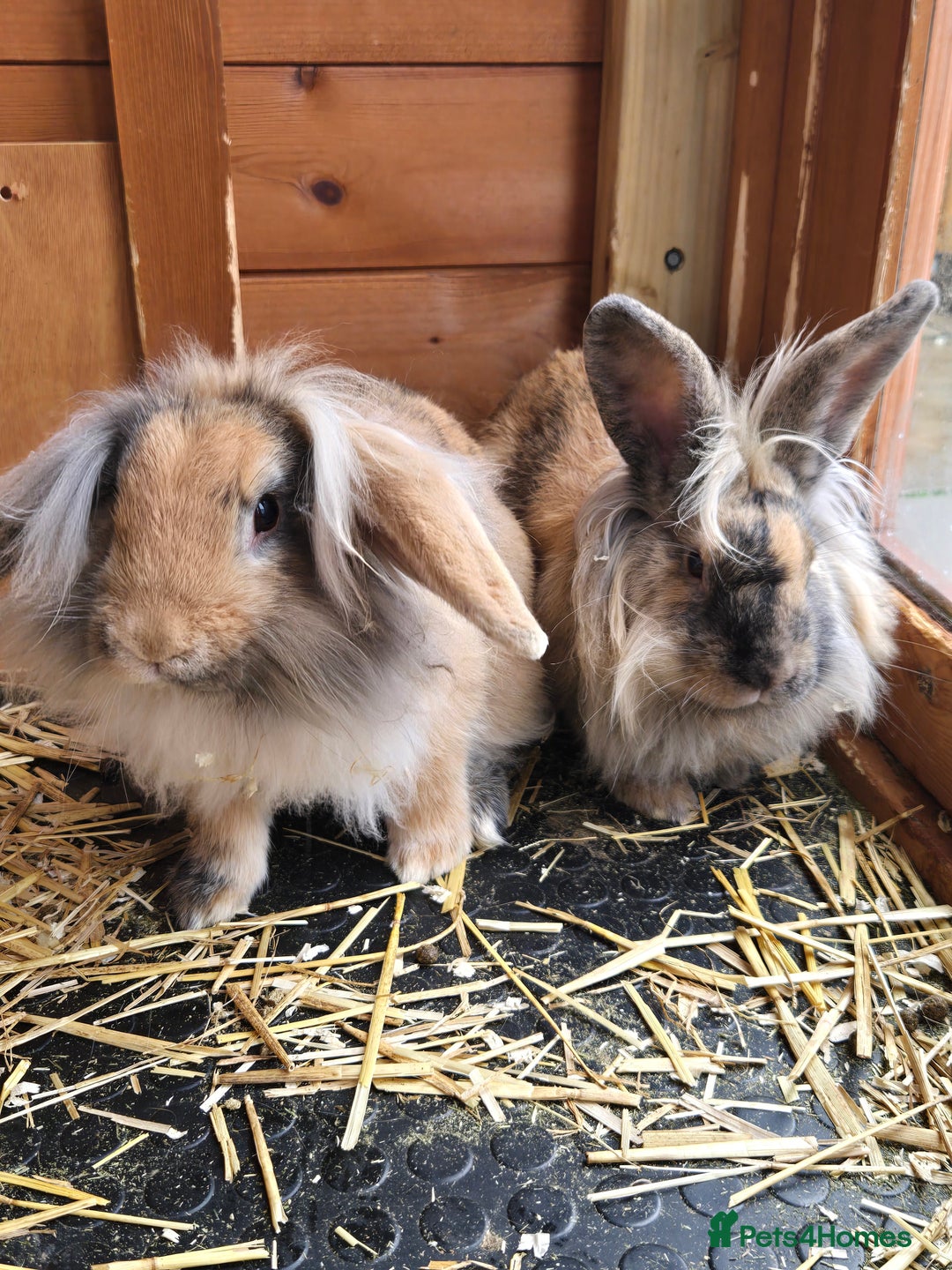 Continental Giant rabbits for sale: Giant continenetal × dwarf lop  - Image 1