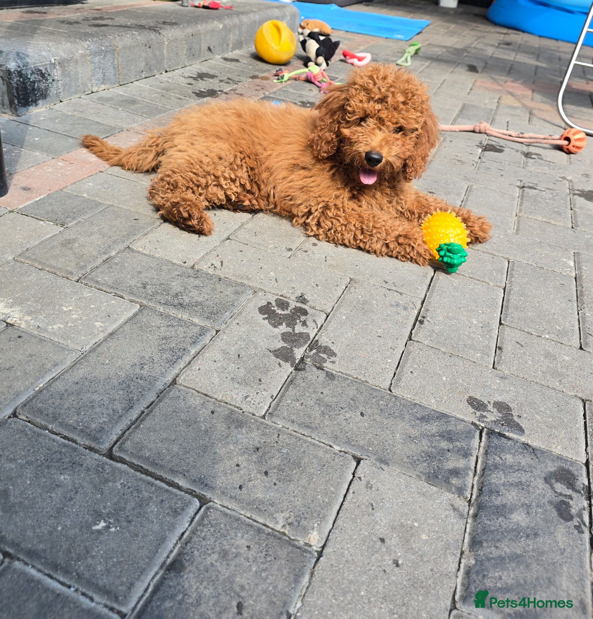 Cavapoo dogs LAST BOY cavapoo pup ready to leave  - Advert 2