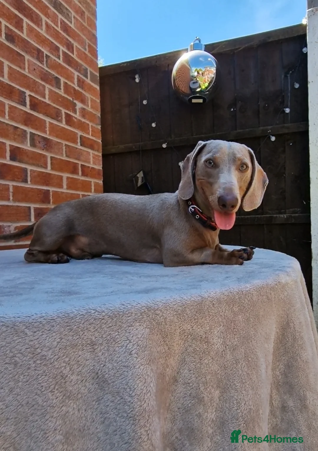 Miniature Dachshund dogs for stud: Romeo in Liverpool - Advert 9