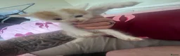 Mixed Breed cats for sale: Two male kittens for sale  - Advert 4