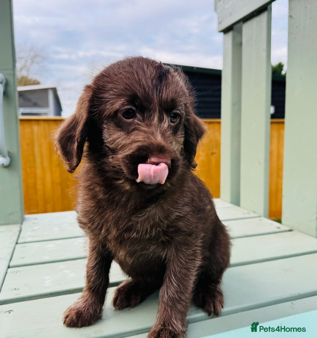 Labradoodle dogs for sale: Chocolate Merle Labradoodle Babies 🐾🐾🐾 - Advert 13