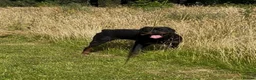 Rottweiler dogs for sale: Rottwiler puppies - Advert 7
