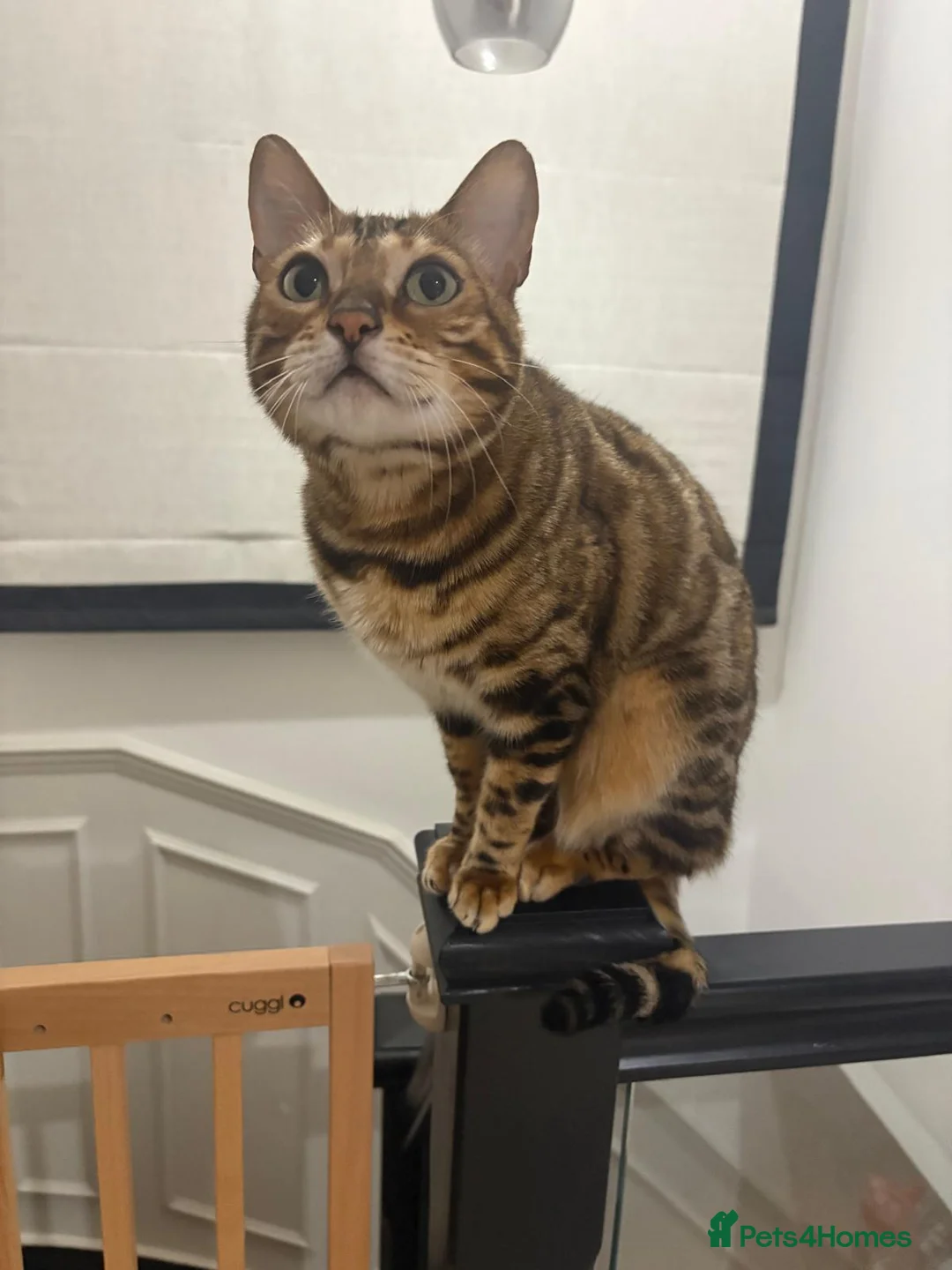 Bengal cats for sale: Bengal cat  - Advert 2