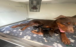 Dobermann dogs for sale: Doberman puppies  - Image 17