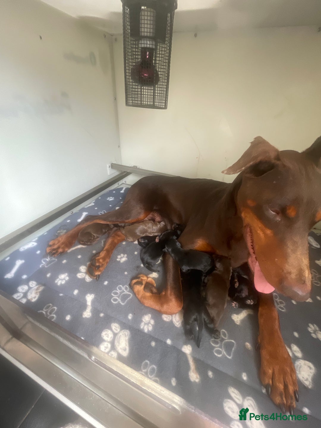 Dobermann dogs for sale: Doberman puppies  - Image 17