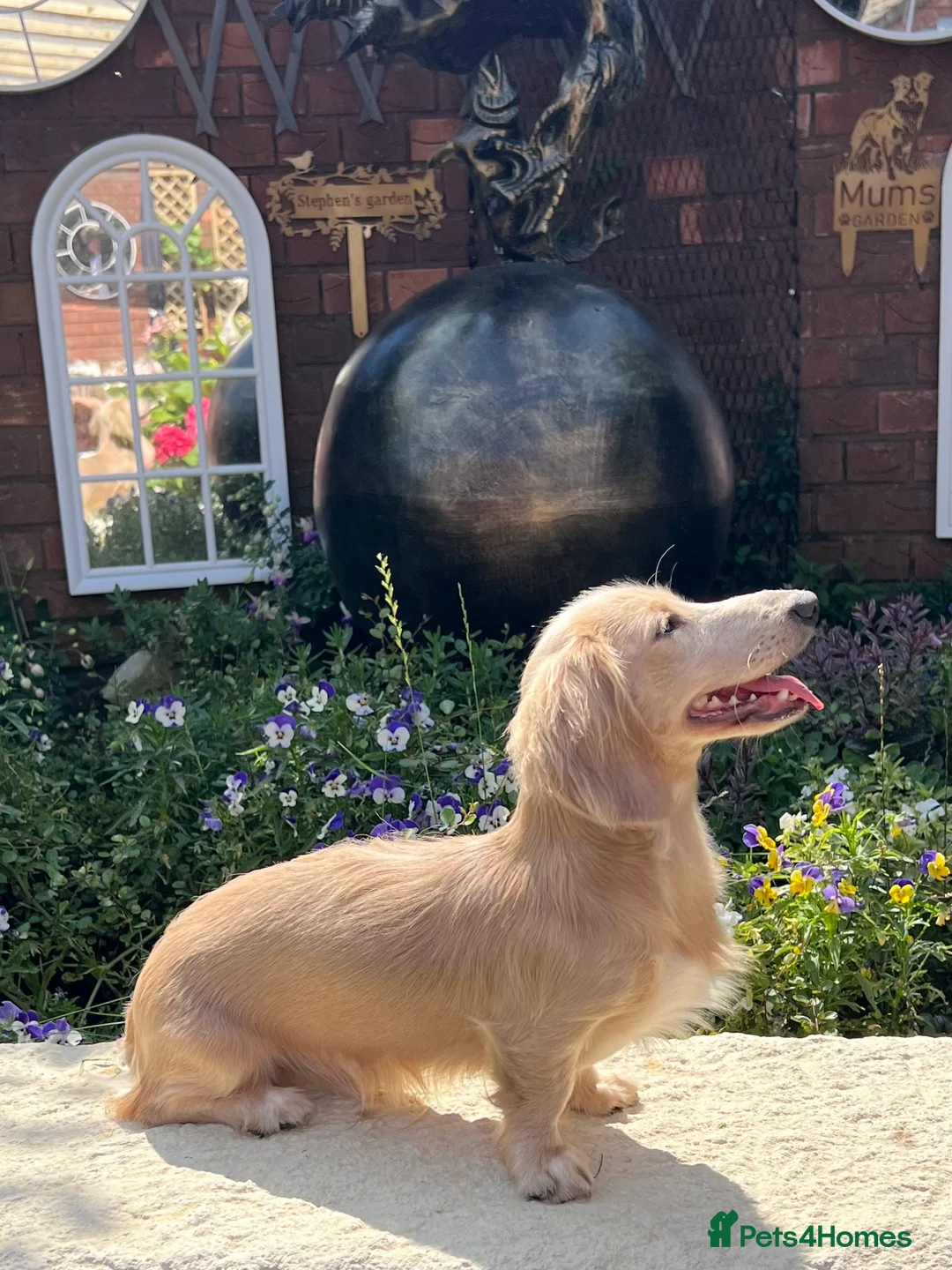 Miniature Dachshund dogs for stud: PROVEN CLEAR CREAM STUD BOY ❄️PRINCE ICE❄️ - Advert 6