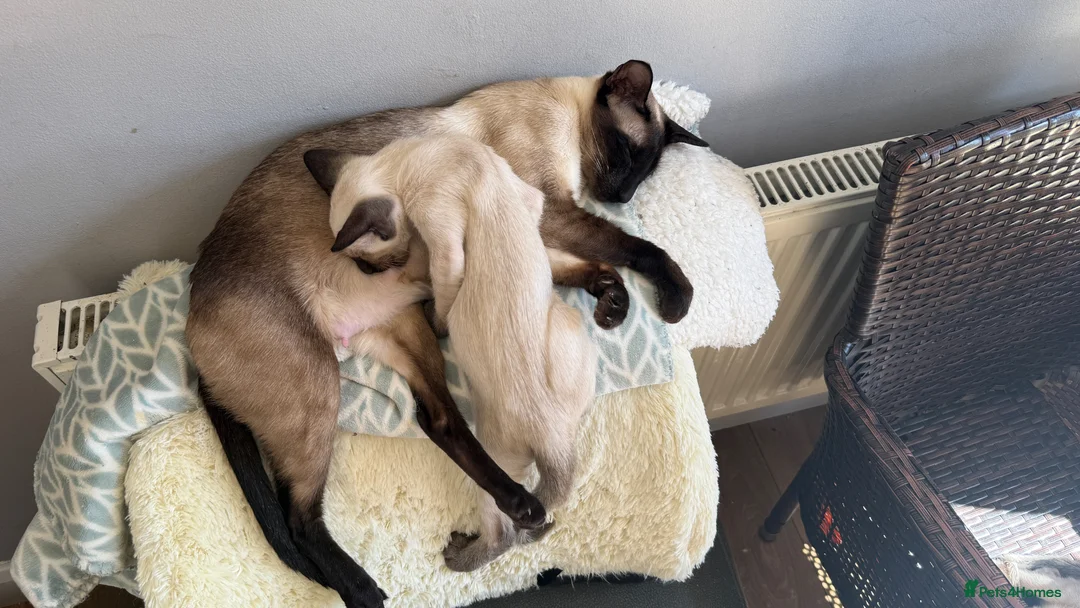 Siamese cats for sale: Siamese GCCF Registered kittens in Wellingborough - Advert 1