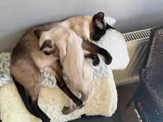 Siamese cats Siamese GCCF Registered kittens - Advert 9