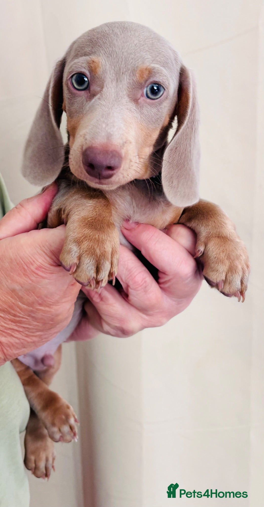 Miniature Dachshund dogs Dachshund puppies from health tested parents  - Advert 5