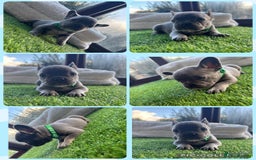 French Bulldog dogs for sale: 8 stunning french bull dogs  - Image 4