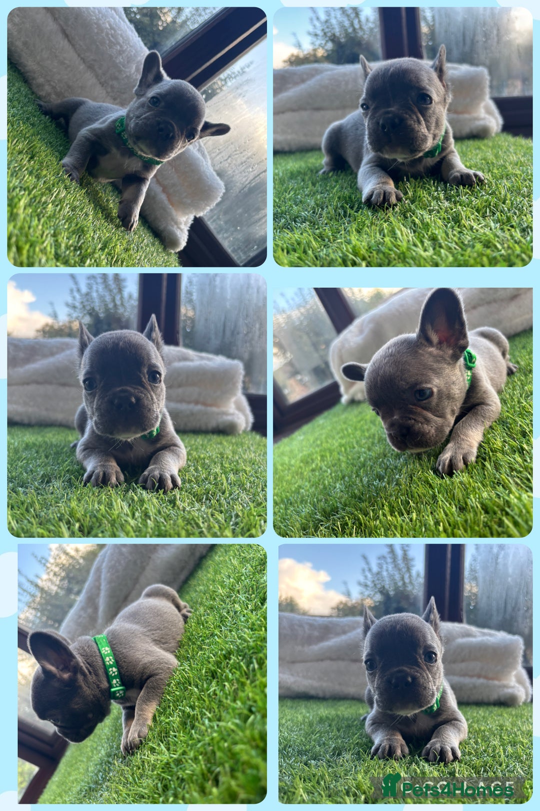 French Bulldog dogs for sale: 8 stunning french bull dogs  - Image 4