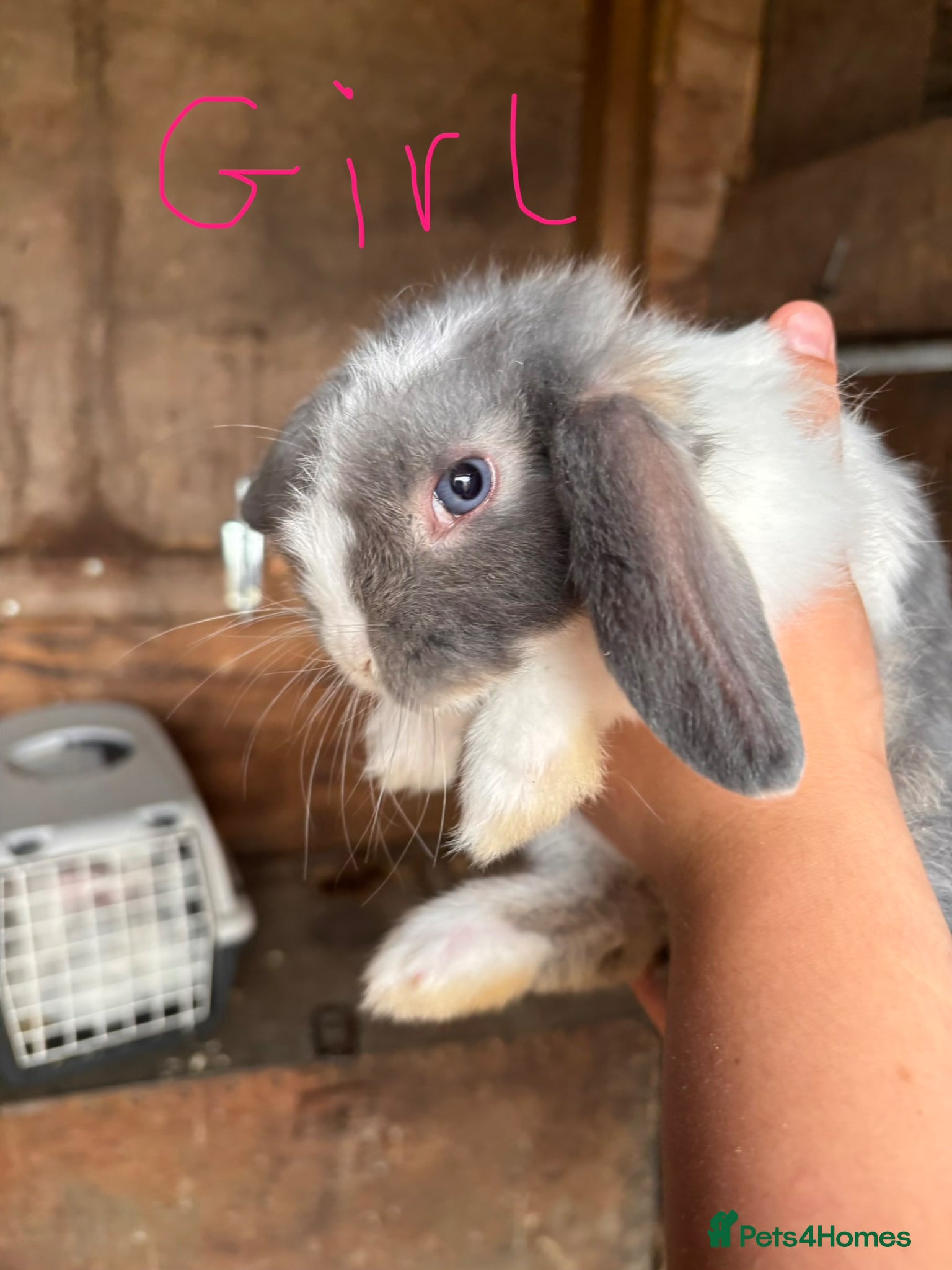 Mini Lop rabbits for sale: 8 beautiful baby’s rabbit  - Advert 6