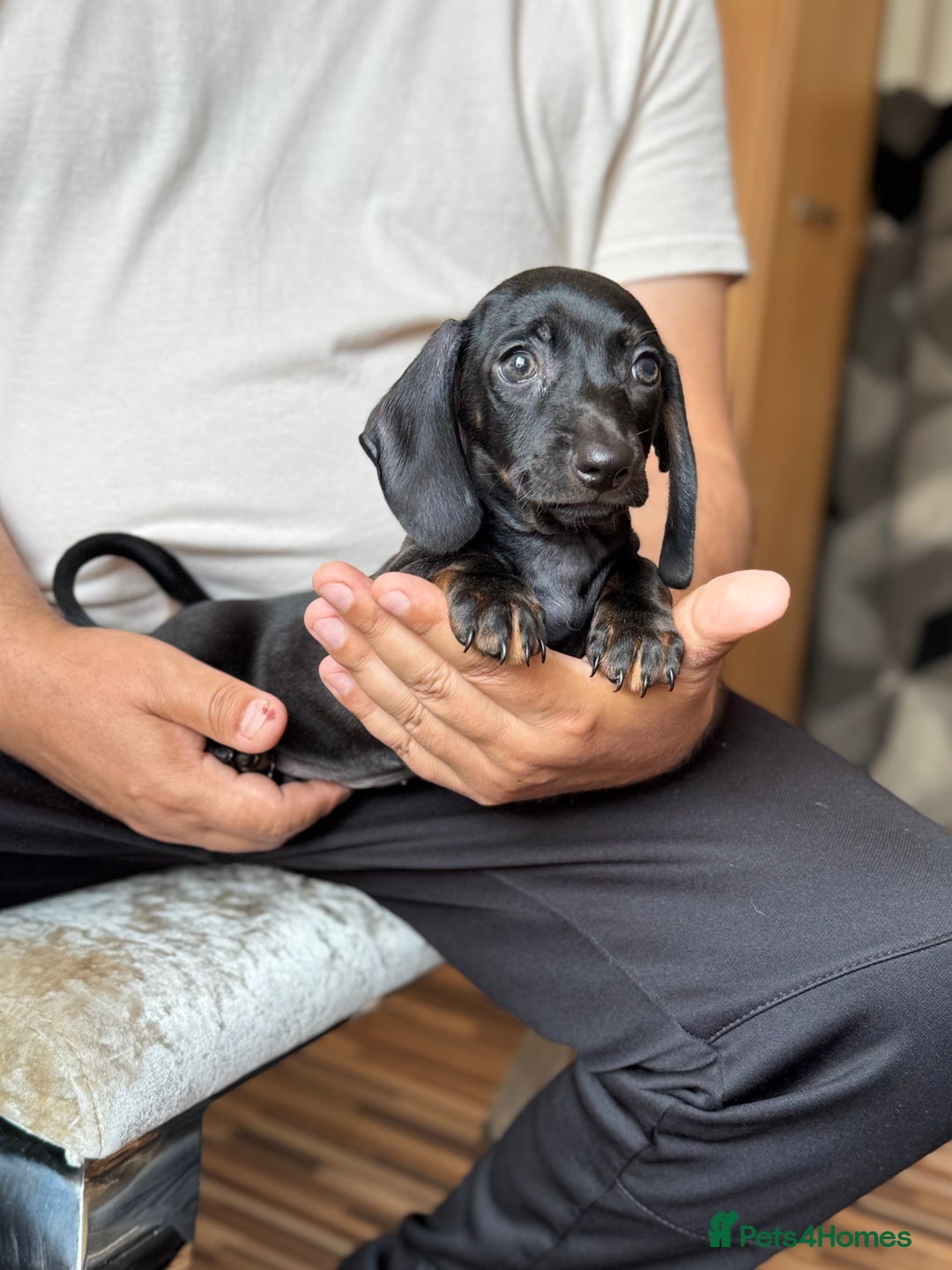 Dachshund dogs for sale: Miniature dachshund puppies  - Image 4