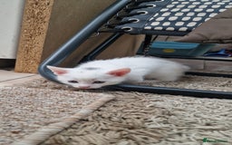 Mixed Breed cats for sale: White kittens. Ready Now. £150 each - Image 23