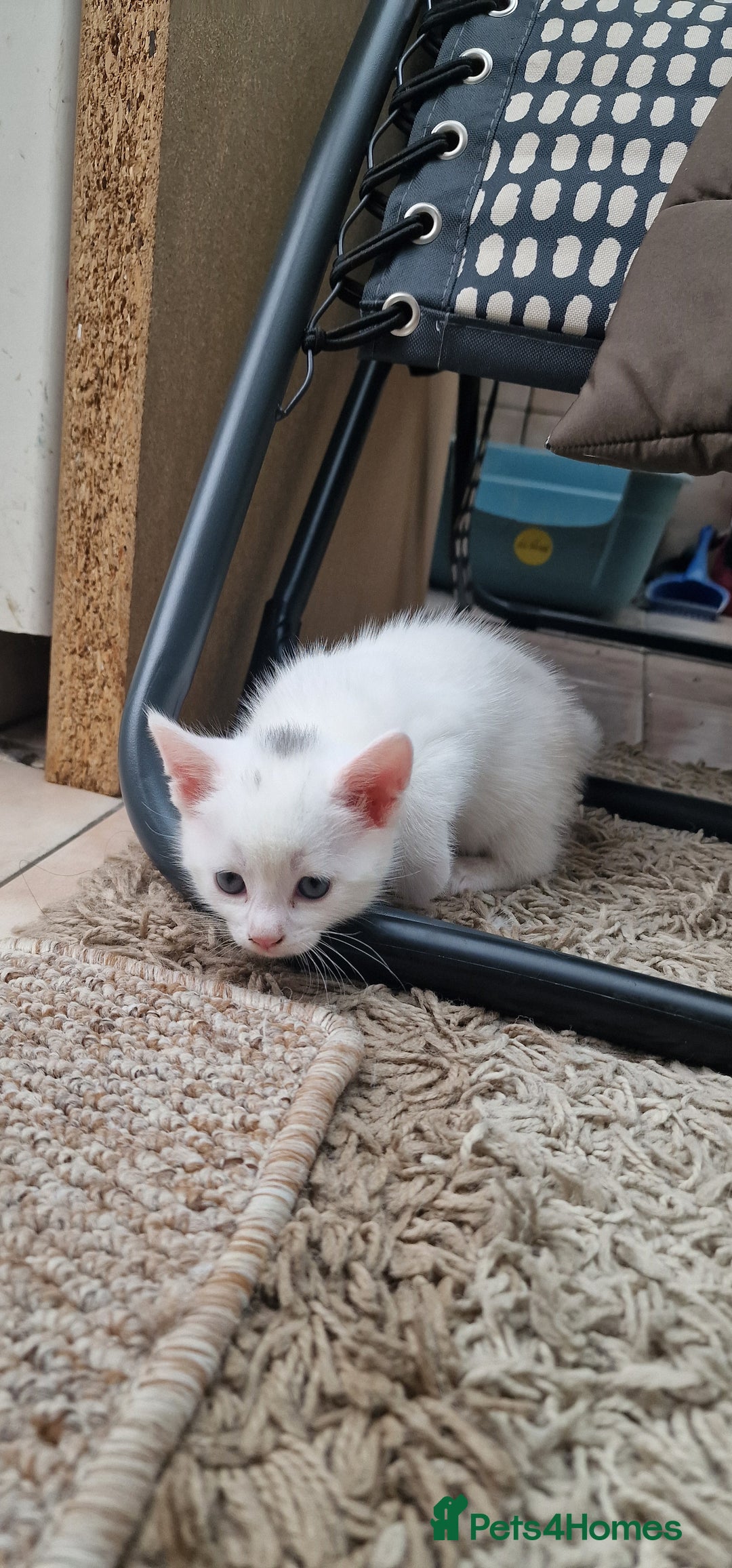 Mixed Breed cats for sale: White kittens. Ready Now. £150 each - Image 23